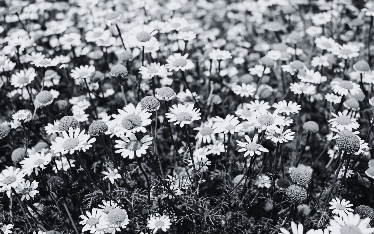 Planten- & kruidenextracten